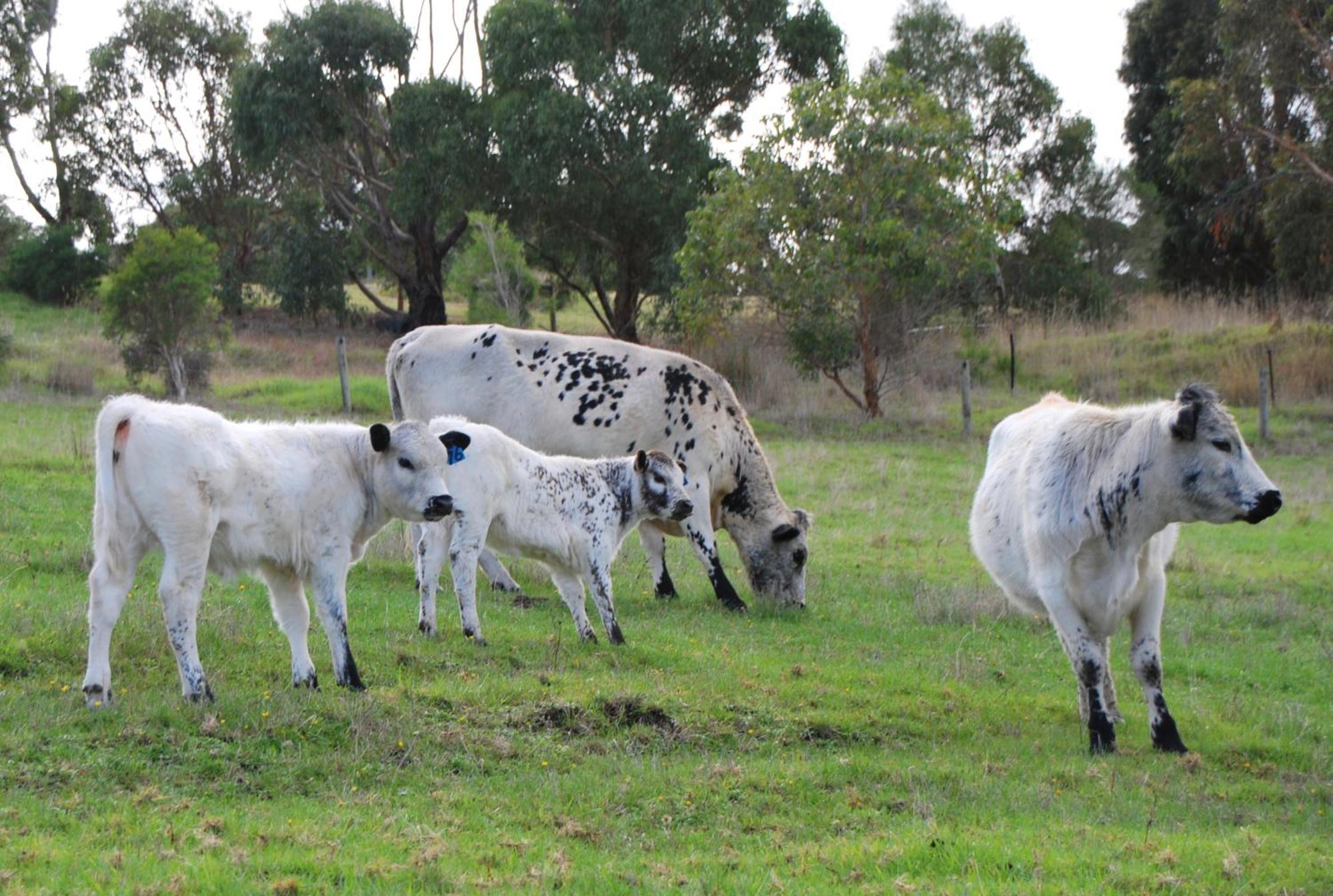 Back Valley Farmstay Bed And Breakfast Victor Harbor Exteriör bild