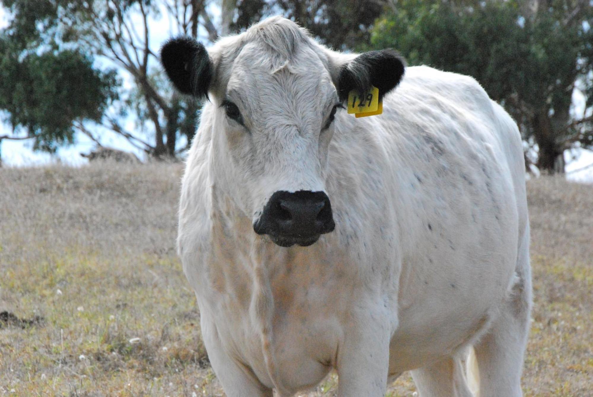 Back Valley Farmstay Bed And Breakfast Victor Harbor Exteriör bild