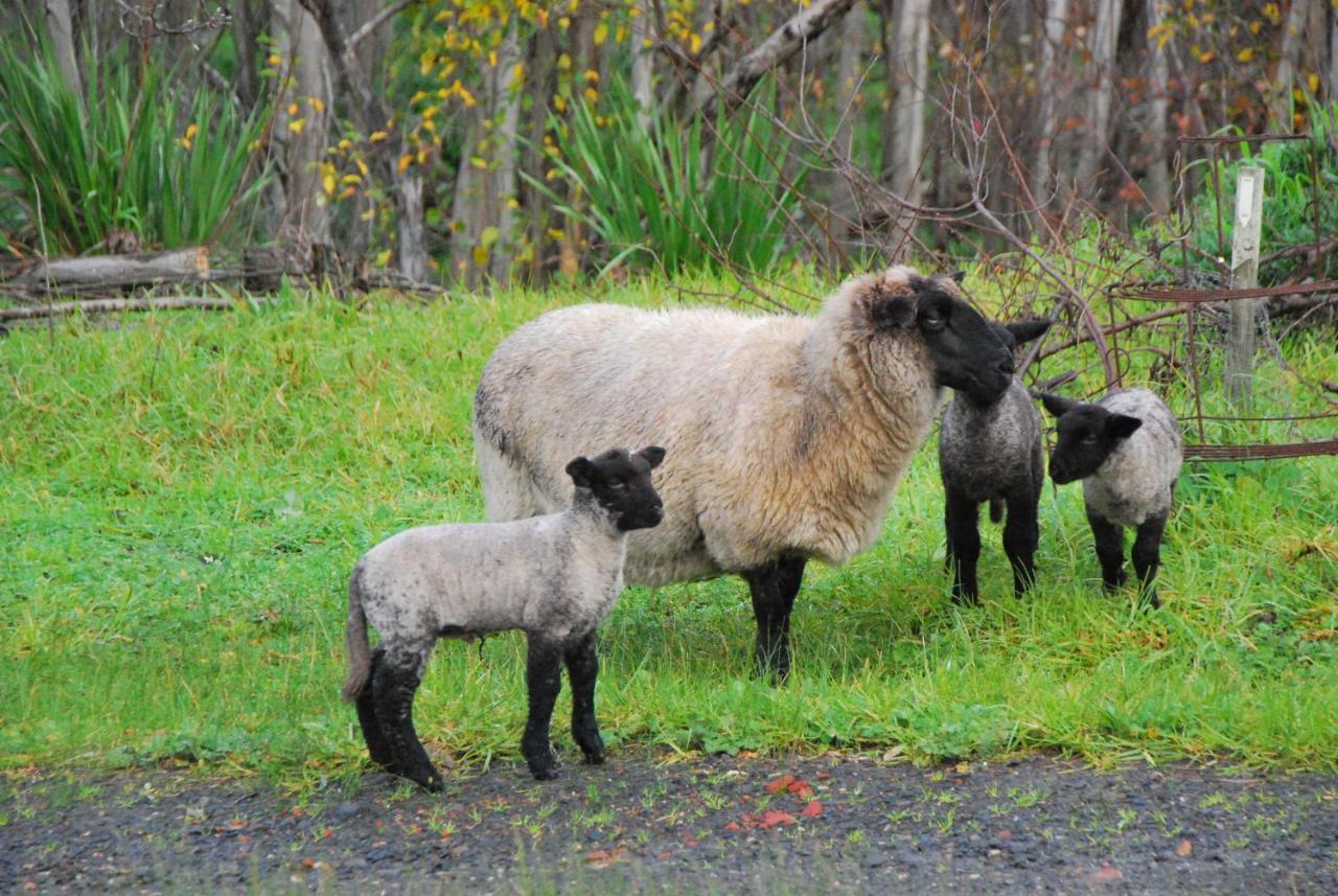 Back Valley Farmstay Bed And Breakfast Victor Harbor Exteriör bild